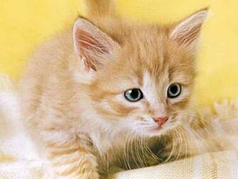 Kitten Wallpaper And Background