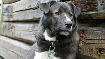 Black And White Dog Wallpaper Animal
