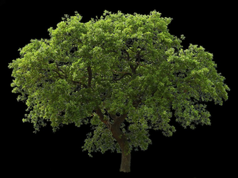 Trees Background Png Tree Medium Palm Big