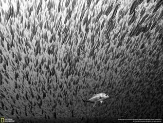 Archive National Geographic Photo Contest Winners