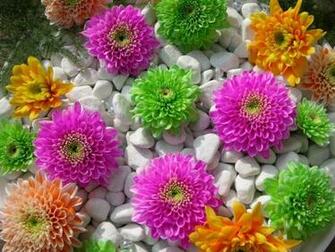 Beautiful Flowers Wallpaper Amour Fleurs