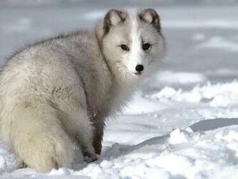 Wallpaper Arctic Fox