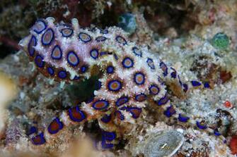Blue Ring Octopus Wallpaper Ringed