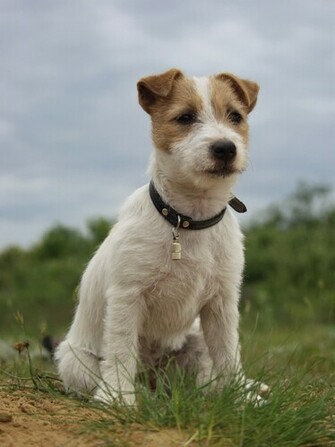 Jack Russell Terrier Wallpaper X