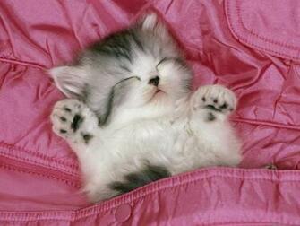 Cats Wallpaper Kitten HD Widescreen Desktop