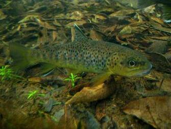 File Fluvarium Brown Trout Jpg Wikipedia The Encyclopedia