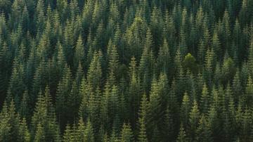Desktop Wallpaper Green Trees Forest Aerial Nature 5k HD