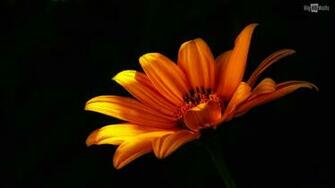 Orange Flower HD Background003
