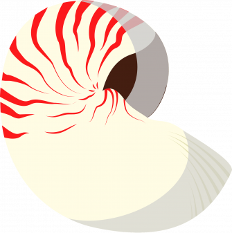 Ammonite Clipart Wallpaper
