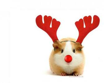 Festive Cheap Christmas Lights Trees Decorations Online Uk