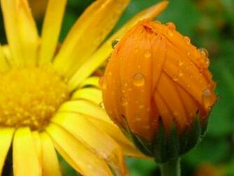Wet Flowers After Rain Screensaver And Wallpaper Manager