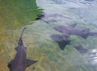 Ocean World Puerto Plata Dominican Republic