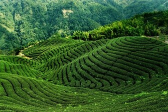 Green Tea Wallpaper