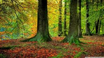 Wallpaper Autumn Trunks Trees Tree Image