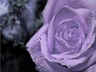 Magnificent Purple Roses Wallpaper