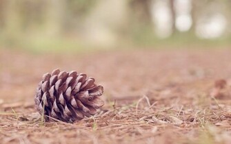 Nature Pine Cone HD Wallpaper Best For Desktoppicture