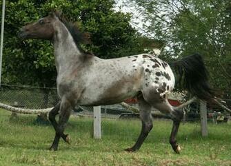 Appaloosa Prance Trot By Yumpystock