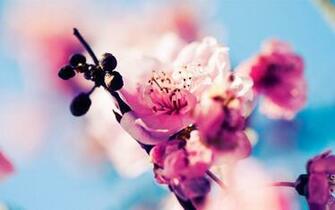 Desktop Wallpaper Spring