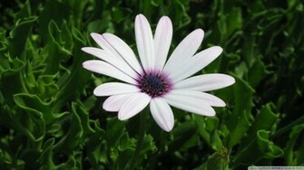 Daisy Flower Wallpaper