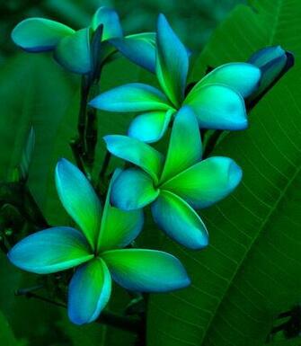 Summer Flower Tropical Flowers