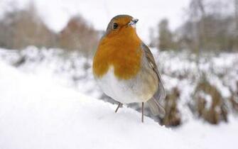 HD Bird In Snow Wallpaper Background Ventube