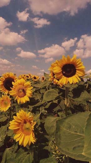 Flower Hashtag Instagram Posts Videos Stories On