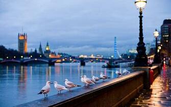 Animal Wallpaper Dom Of Flying Seagulls HD Desktop