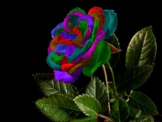 Rose Wallpaper Best HD Background