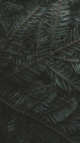 Wallpaper Mobile iPhone Solid Color