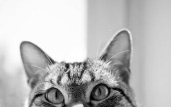 Wallpaper Cat Black And White Desktop HD