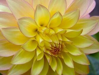 The Best Top Desktop Yellow Wallpaper
