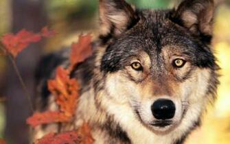 Wolf Full HD Wallpaper And Background Id