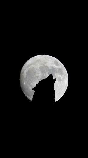 Wallpaper Full Moon Wolf Howl Bw QHD Samsung