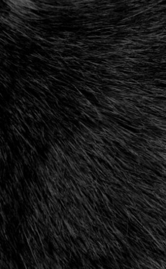 Fur Wallpaper HD