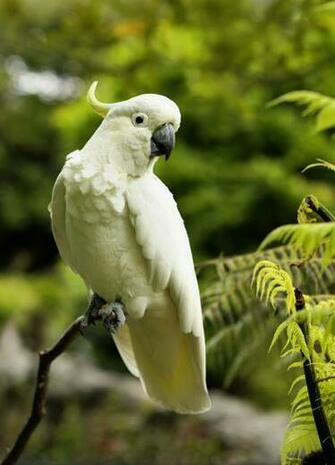Sulphur Crested Cockatoo Wallpaper Animal Hq