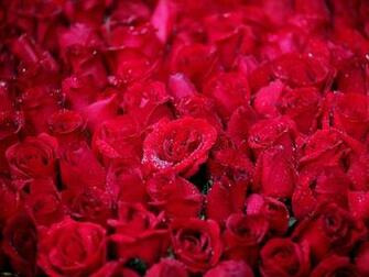 And The Marvellous Rose Became Crimson Like Of