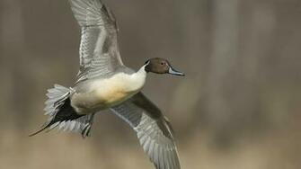 Ducks Flight Wallpaper Desktop
