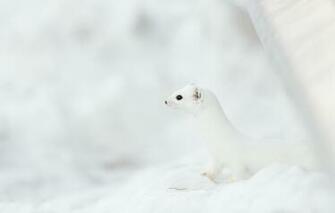 Wallpaper Nature Background Snowy Ermine Image For Desktop