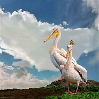 Best Wildlife Photography All