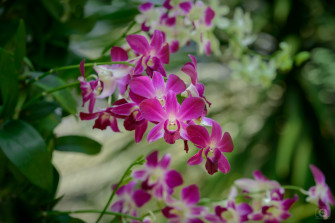 Beautiful Orchids Wallpaper