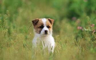 Dog Have Go For A Spring Outin Wallpaper Other