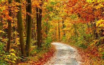 Autumn Forest Landscape 4k Ultra HD Wallpaper