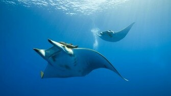 Ocean Life Wallpaper HD