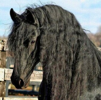 Friesian Horse Info Wallpaper
