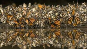 Mexico Monarch Wallpaper Gathering