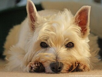 Westie Dog Wallpaper Resting Jpg