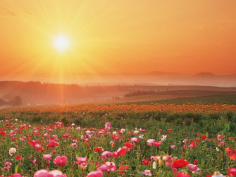 Field Of Flowers Wallpaper