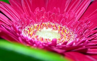 Pink Daisy Flower Wallpaper HD