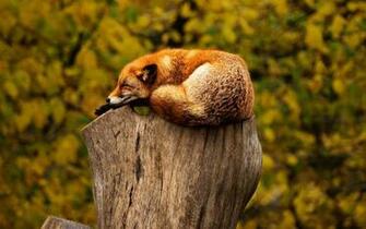 Awesome HD Animal Wallpaper HDwallsource