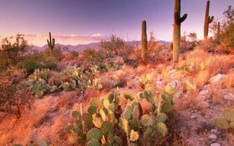 Best Saguaro National Park Wallpaper